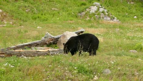 Bear-rummaging-through-a-meadow-with-flowers,-stones-and-wooden-planks