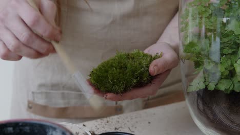 A-young-female-botanist-creates-a-tiny-live-forest-ecosystem-in-a-huge-glass-jar---cleaning-the-moss-with-a-brush---a-tight-close-up