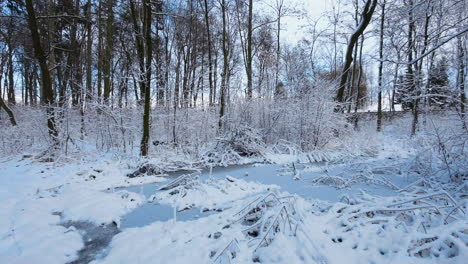 Small-frozen-pond-in-the-middle-of-forest