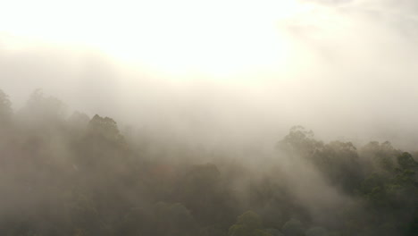 Langsames-Auftauchen-Von-Dichtem-Nebel,-Der-über-Der-Forstwirtschaft-Aufsteigt
