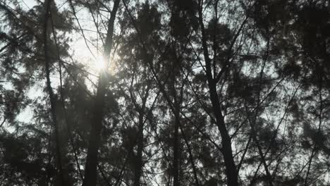 Sonnenstrahl-Scheint-Durch-Bäume,-Während-Die-Kamera-Durch-Den-Wald-Schwenkt