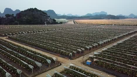 Niedrige-Drohnenaufnahme-Einer-Drachenfruchtfarm-Mit-Steilen-Hügeln-Im-Hintergrund-In-Guangxi,-China