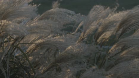 Cinematic-shot-of-pampas-grass-blowing-in-the-wind