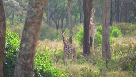 Baby-Rothschild-giraffe-Walking-through-forest-with-mother-behind