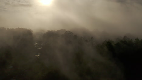 Golden-glow-shining-through-dense-layer-of-fog-over-forest