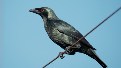 Adult-Asian-Glossy-Starling-Bird-Perched-on-Wire-Against-Clear-Blue-Sky-Background---extreme-close-up