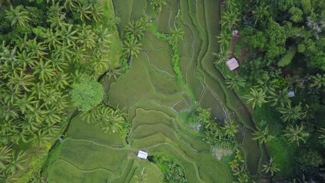 Aufsteigende-Luftaufnahmen-Zeigen-Malerische,-Angelegte-Reisterrassen-Auf-Bali