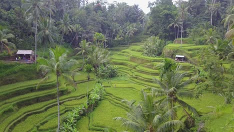 Female-tourist-explores-vibrant-rice-terraces-in-Tegallalang-aerial