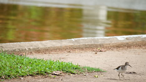 Flussuferläufervogel,-Der-Am-Teich-Spaziert