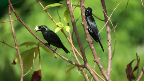 Two-Adult-Asian-Glossy-Starlings-Perched-on-Mussaenda-Queen-Sirikit-Bush-Twigs