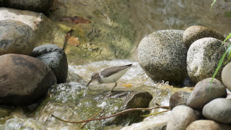 Vogel---Flussuferläufer-Geht-Durch-Einen-Fließenden-Kleinen-Wasserfall-Auf-Der-Suche-Nach-Larven-Und-Frisst-Sie