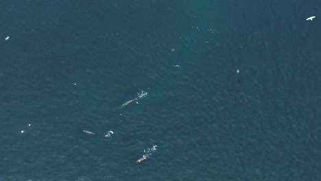 Luftaufnahme-Einer-Gruppe-Seelöwen,-Die-Einen-Großen-Fischschwarm-Jagen