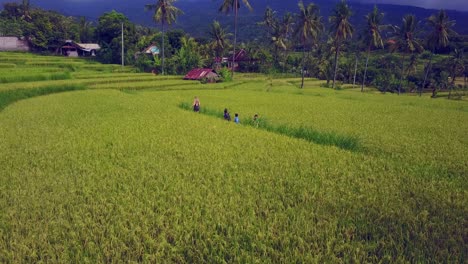 Indonesische-Kinder-Folgen-Einer-Blonden-Frau,-Die-Durch-Ein-Reisfeld-Geht
