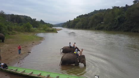 Tourists-in-Laos-jungle-ride-Asian-elephants-into-Mekong-River,-aerial