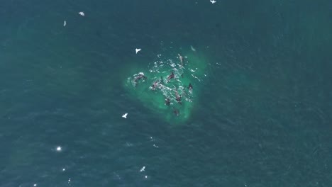 Luftaufnahme-Einer-Gruppe-Seelöwen,-Die-Taktisch-Einen-Fischschwarm-Jagt