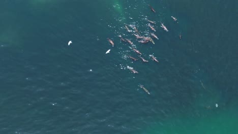 Luftaufnahme-über-Einer-Gruppe-Seelöwen,-Die-Im-Tropischen-Ozean-Herumschwimmen