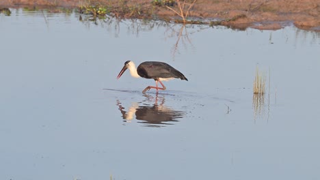 Woolly-necked-stork-or-white-necked-stork-fishing-in-wetland-area