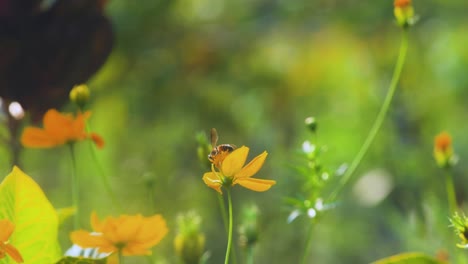 Busy-bee-working,-pollenating-yellow-flower-bokeh-green-medow-background