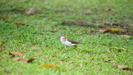 Common-Sandpiper-Bird-Searching-Small-Insects-on-Green-Grass-Meadow-Walking-Slowly-Hunting-Bugs