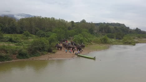 Aerial-retreats-from-tourists-on-elephant-ride-by-Mekong-River,-Laos