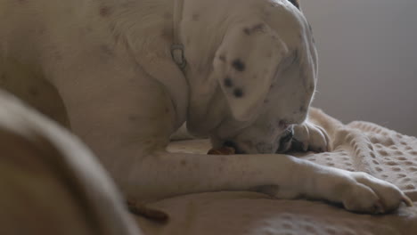 Entzückender-Weißer-Albino-Boxerhund,-Der-Auf-Einem-Bequemen,-Weichen,-Sonnendurchfluteten-Stuhl-Sitzt-Und-Knochen-Isst-Und-Zähe-Leckereien-Genießt