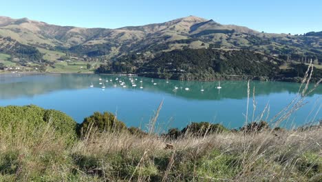 Boats-at-anchor-in-very-calm-water-on-a-beautiful-morning---French-Farm-Bay,-Akaroa-Harbor
