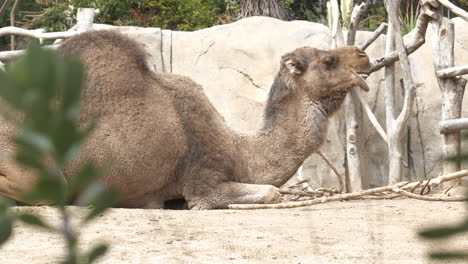 Camello-Comiendo-Y-Descansando-En-Un-Día-Soleado