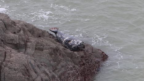 Grey-Seal-Halichoerus-grypus-hauled-out-on-rock