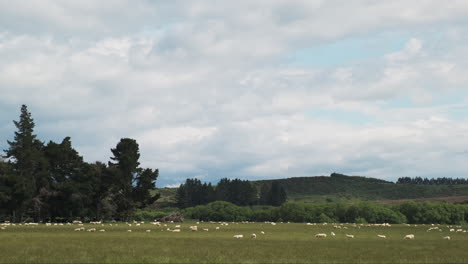 Hundreds-of-sheep-grazing-in-green-New-Zealand-farm-pasture