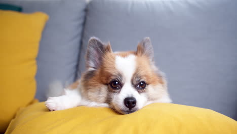 Perro-Chihuahua-Acostado-En-Un-Sofá-En-Casa