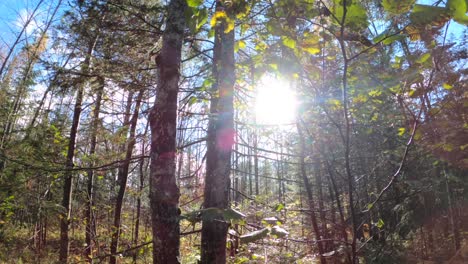 Rays-of-Sunshine-Glisten-through-Autumn-Branches-in-Forest-during-Day-4K