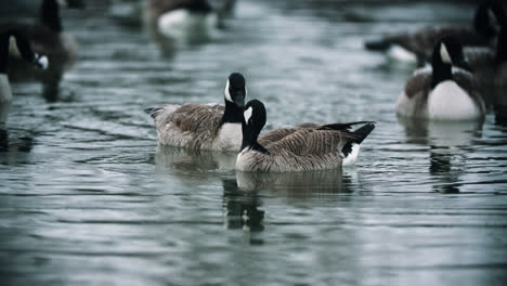Wild-Canadian-Geese-Preening-in-Cold-Lake-Water