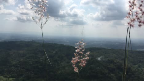 Selective-Focus-Footage-of-Pink-Grass-waving-on-the-top-of-a-beautiful-hill