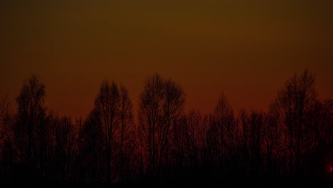 Time-lapse-shot-of-golden-sunset-ball-falling-behind-leafless-trees-in-the-evening