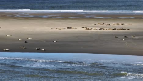 Weiße-Und-Braune-Robben-Schlafen-Am-Strand,-Drohnenaufnahme-Am-Mittag