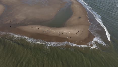 Wide-aerial-tilting-down-shot-of-a-seals-sunbathing-and-sleeping-on-an-off-shore-sandbar-in-the-Slikken-van-Voorne-bay,-south-of-Rotterdam-port