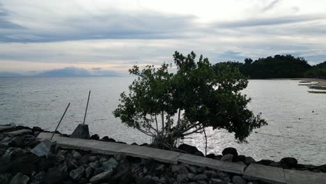 Órbita-Aérea-De-Una-Idílica-Planta-Tropical-Que-Crece-En-El-Camino-Del-Malecón,-Catanduanes,-Filipinas