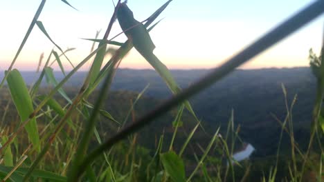 Selective-focus-Footage-of-grass-Waving-on-the-top-of-a-beautiful-Hill