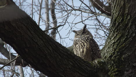 Flaco-The-Famous-Owl-Looking-Sleepy-In-A-Tree-In-Central-Park,-New-York-City