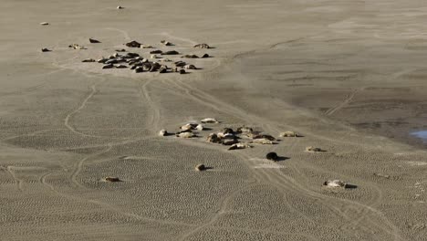Eine-Große-Gruppe-Grauer-Pelzrobben,-Die-Am-Strand-In-Holland-Schlafen,-Weitwinkel-Drohnenaufnahme