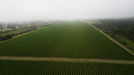 Aerial-circular-view-of-vineyards-with-fog-on-the-horizon