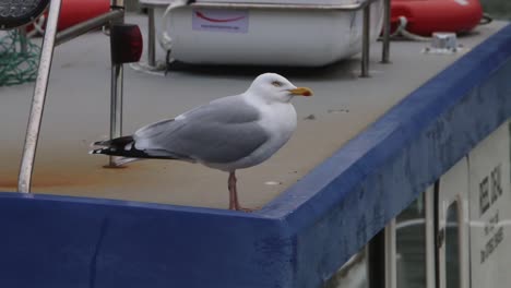 Adult-Herring-Gull,-Larus-argentatus,-perched-on-boat-deck-in-harbour