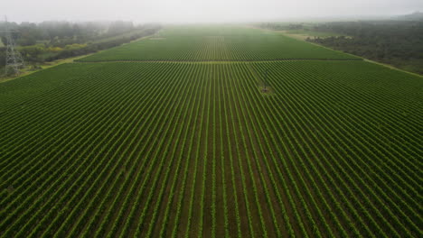 Endless-vineyard-rows-in-Nelson-Wine-Region-of-New-Zealand,-misty-aerial
