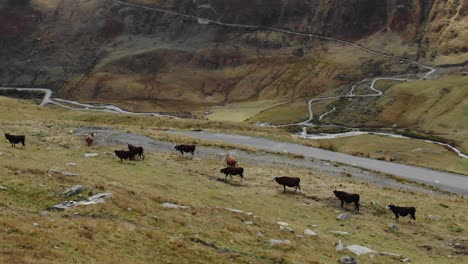 Grazing-cows-in-valley-with-mountain-stream-flowing-in-background