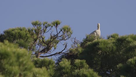 Stork-sits-in-the-treetops-and-looks-around