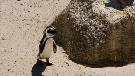 Lindo-Pingüino-Del-Cabo-Caminando-Alrededor-De-La-Roca-En-La-Playa-De-Cantos-Rodados,-La-Ciudad-De-Simon