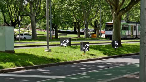 Vista-Editorial-Ilustrativa-De-Llamativos-Carteles-Gráficos-Iluminados-En-Una-Calle-De-Melbourne-Que-Indican-Que-La-Zona-Es-Frecuentada-Por-Especies-De-Aves-Protegidas