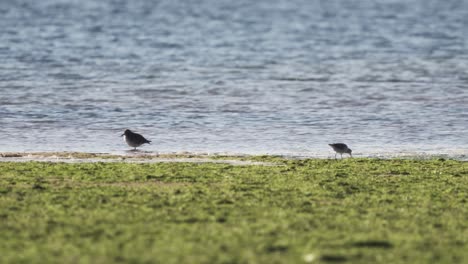 Two-birds-Kentish-plovers-in-a-wetland-by-the-Atlantic-Ocean,-looking-for-food
