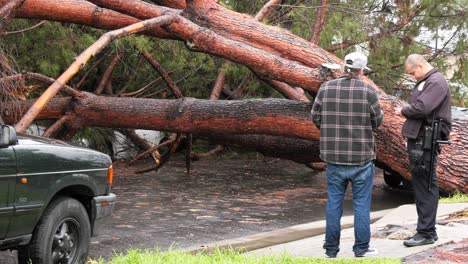 Police-talk-to-man-after-tree-falls