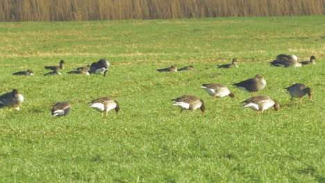 Beautiful-large-flock-of-Greylag-goose-breeding-in-the-green-agricultural-field-Northern-Europe-during-migration-season,-sunny-spring-day,-distant-medium-low-angle-shot